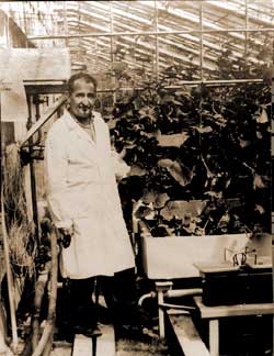 В.А.Чесноков в гидропонной теплице. Ст.Петергоф, 60-е годы